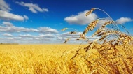 Аграрии губернии завершили уборку зерновых культур и сев озимых Аграрии губернии завершили уборку зерновых культур и сев озимых